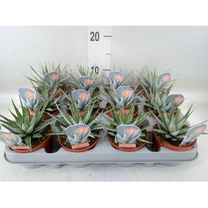 Haworthia fasciata 'Alba'