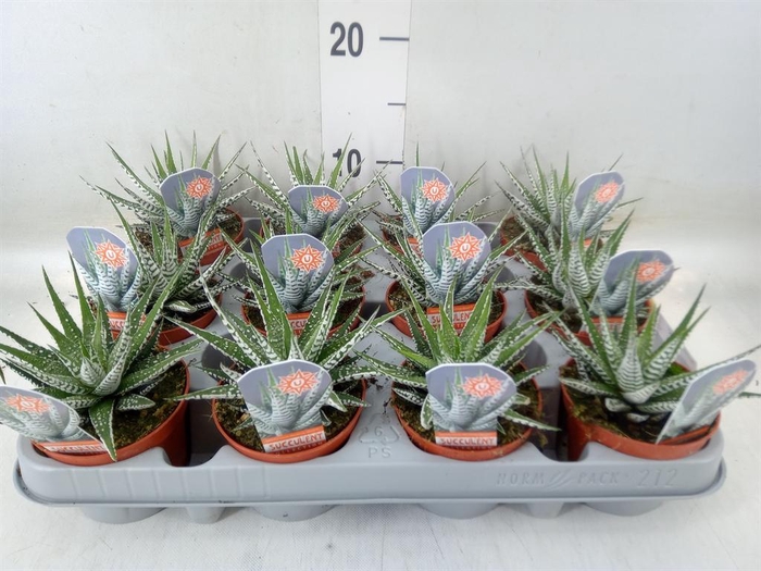 <h4>Haworthia fasciata 'Alba'</h4>
