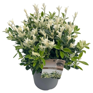 Euonymus jap. 'Pierrolino' sense