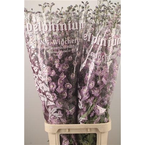 Delph El Dewi Flamingo Pink