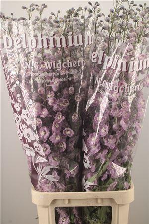 <h4>Delph El Dewi Flamingo Pink</h4>