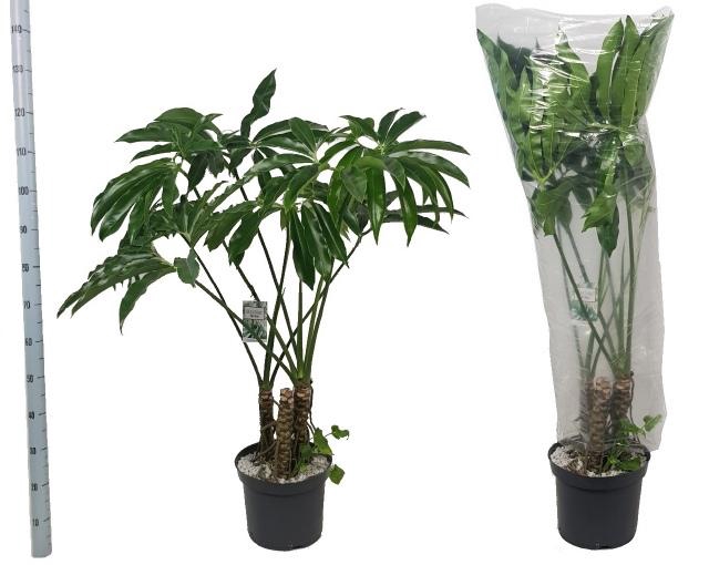 <h4>PHIL FUN BUN</h4>