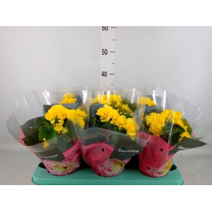 Begonia elat. HL 'Rebecca'