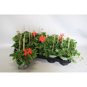 Pelargonium peltatum Balcon Rood