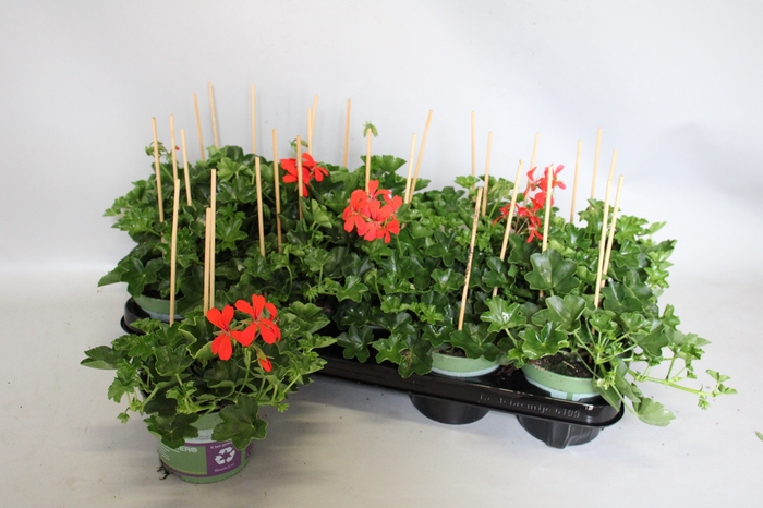 <h4>Pelargonium peltatum Balcon Rood</h4>