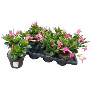 MANDE SUN PINK