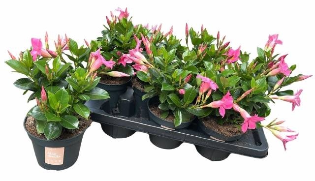 <h4>MANDE SUN PINK</h4>