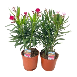 Nerium oleander