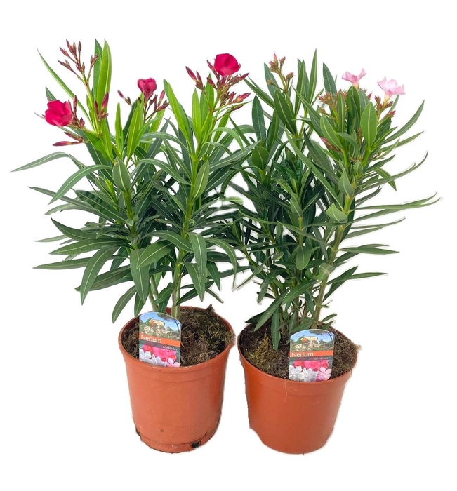 <h4>Nerium oleander</h4>