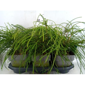Thuja plicata 'Whipecord'