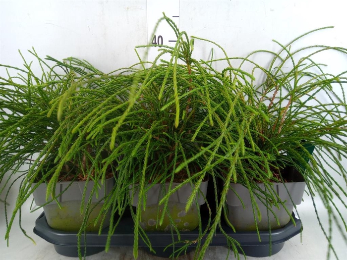 <h4>Thuja plicata 'Whipecord'</h4>