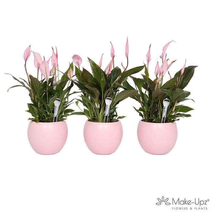 <h4>Spathiphyllum 13 cm Bellini Make Upz - Bolpot Roze</h4>