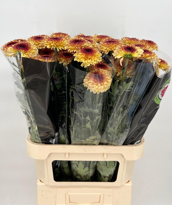 <h4>Chrys  Gp Abbey Yellow</h4>