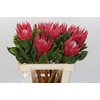 Protea Cynaroides Madiba
