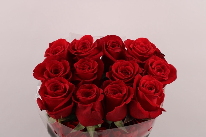 <h4>R Gr Freedom</h4>