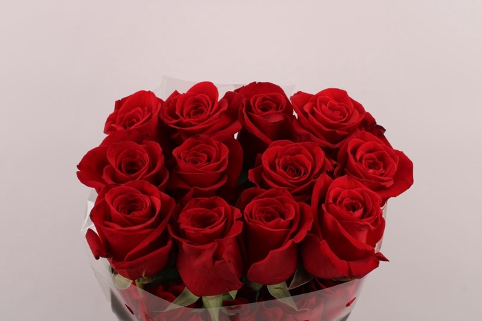 <h4>R Gr Freedom</h4>