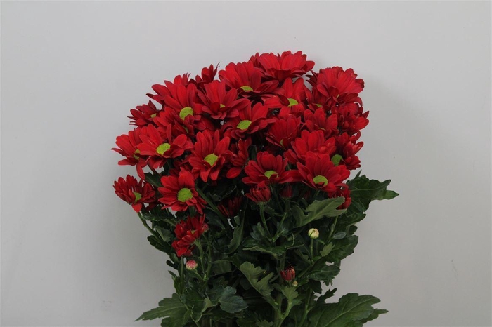 <h4>Chr T Barolo</h4>