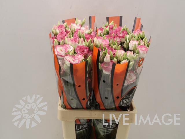 <h4>Lisianthus do excalibur hot lips</h4>