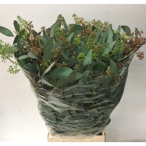 Euca Populus Berries Long 350gr