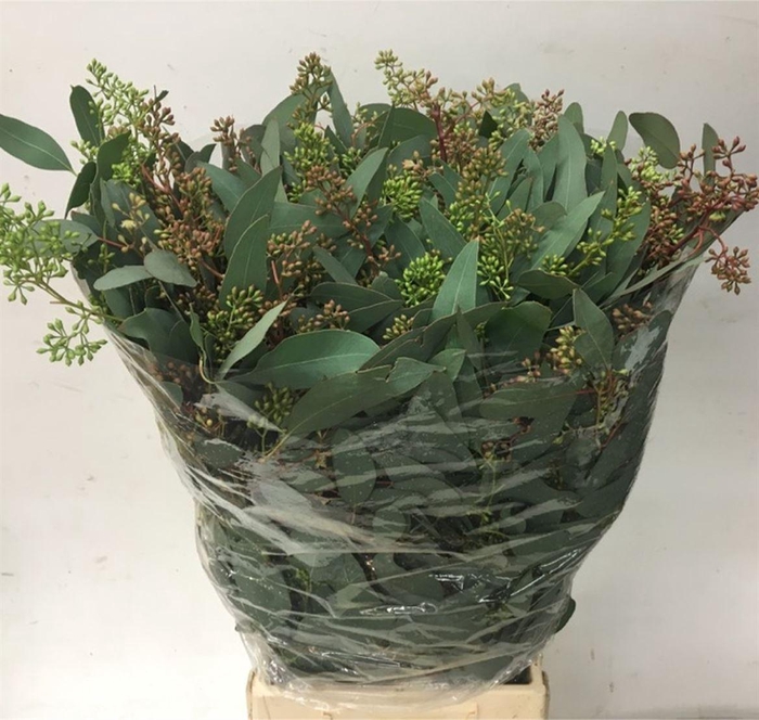 <h4>Euca Populus Berries Long 350gr</h4>