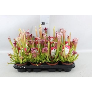 Sarracenia   ...
