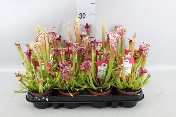 <h4>Sarracenia ...</h4>