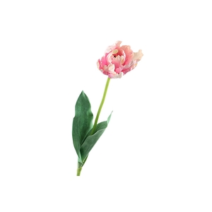 Tulip Open Pink