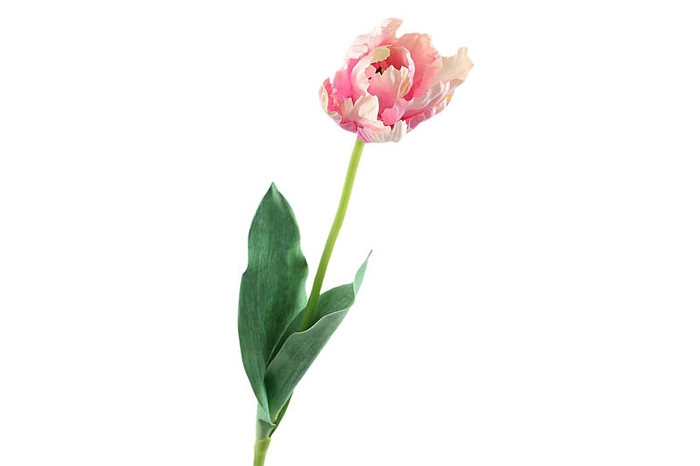Tulip Open Pink