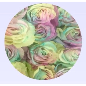 Rosa ec paint marshmellow bright