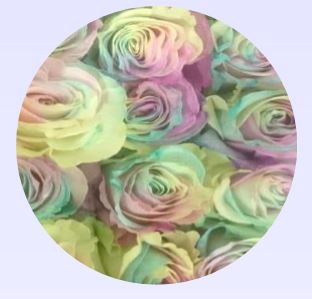 Rosa ec paint marshmellow bright