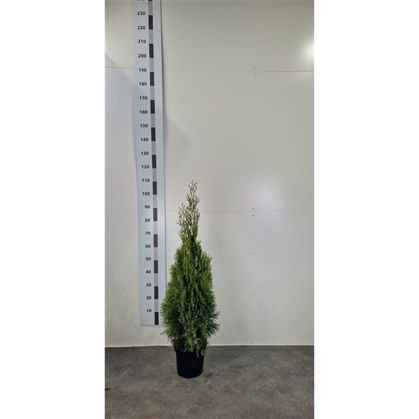 <h4>Thuja occ. 'Smaragd'</h4>