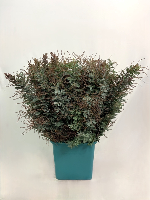 <h4>ACACIA MIMOSA BALEJANA 200 G</h4>