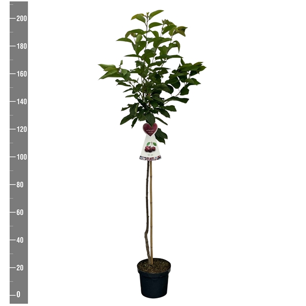 <h4>Prunus a. Bigarreau Burlat, Halfstam</h4>