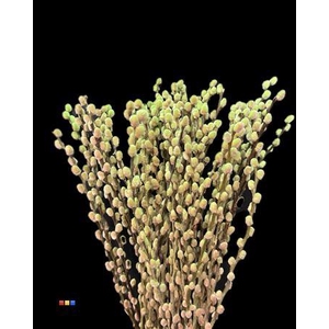 Salix Pussy Willow Bubblicious