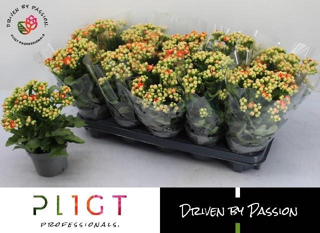 <h4>KAL GE MF GENEVA</h4>