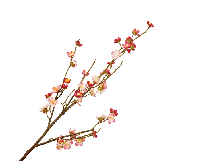 <h4>Prunus Cherry Blossom Cerise</h4>