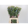Oxypetalum Tweedia Blue
