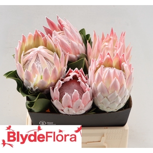 PROTEA CYNAROIDES