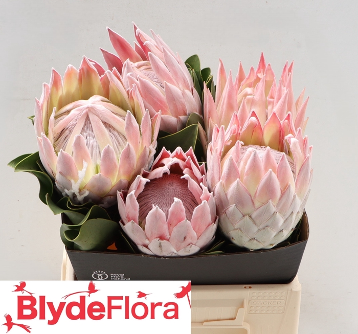 <h4>PROTEA CYNAROIDES</h4>