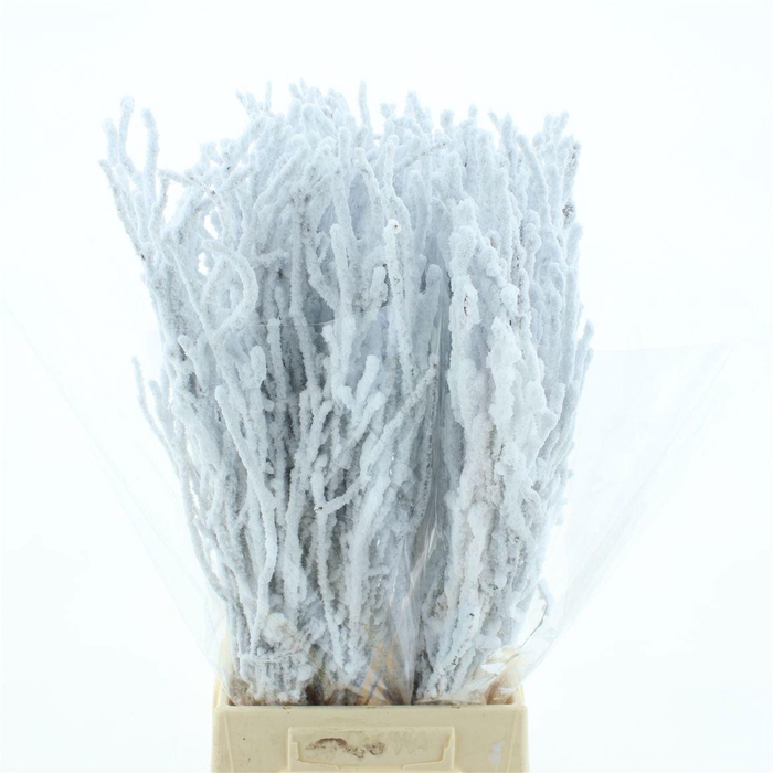 <h4>BETULA OV KLB H%</h4>