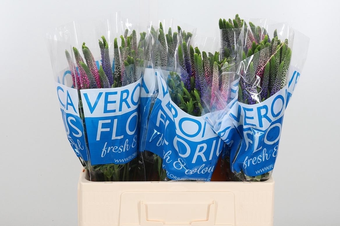 <h4>Veron Smart Col Gem</h4>