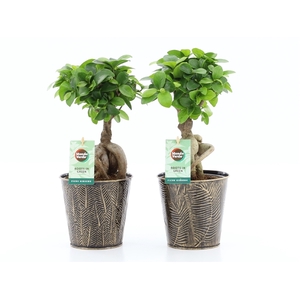 Ficus micr. Ginseng in Iron-Leaf