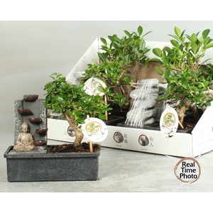 BONSAI GEM