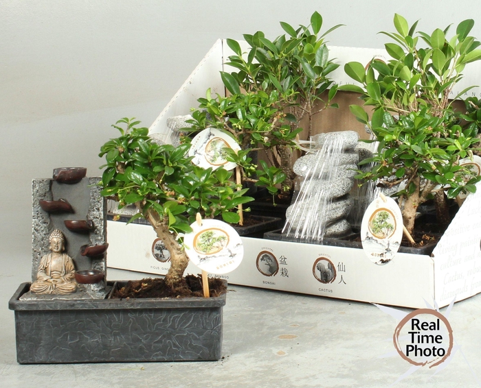 <h4>BONSAI GEM</h4>