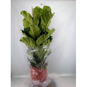 Ficus lyrata