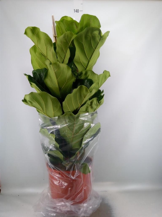 <h4>Ficus lyrata</h4>