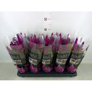 Celosia spic. 'Deep Purple'