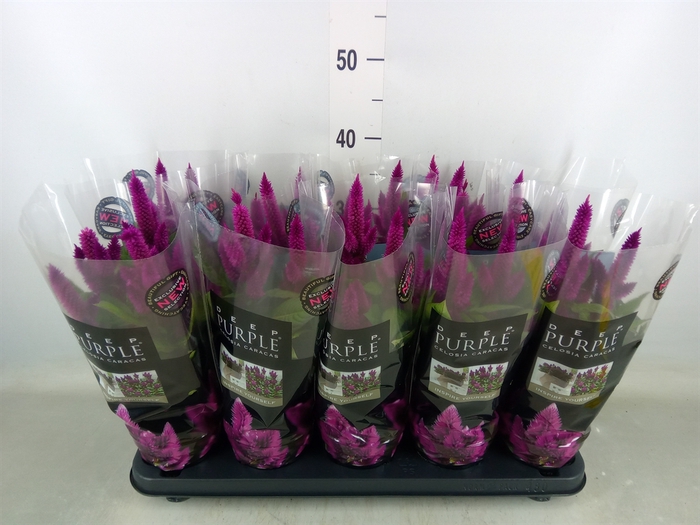 <h4>Celosia spic. 'Deep Purple'</h4>