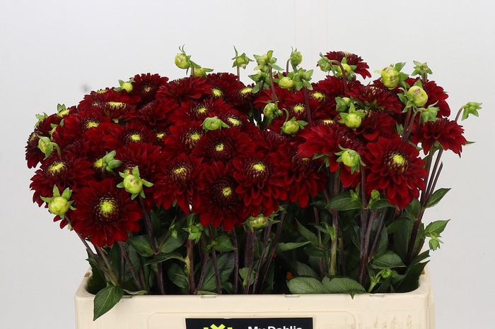 <h4>Dahlia Red Fox</h4>