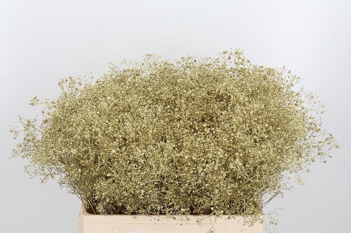 <h4>Gyps Kl Bh Goud</h4>